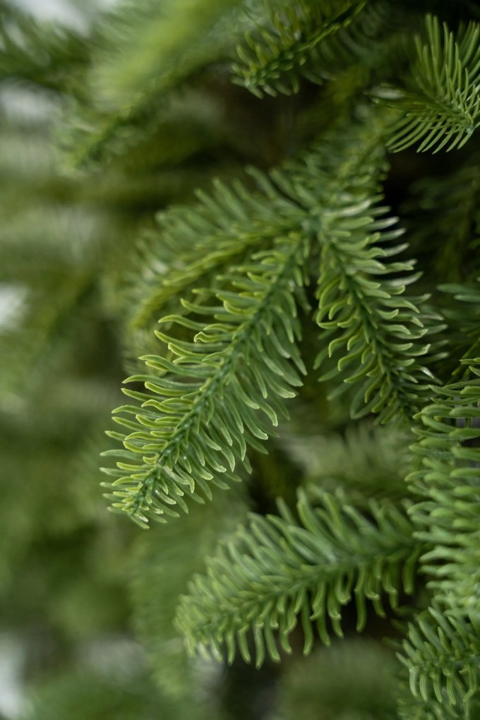 Limpol Vianočný stromček Jedľa Sevilla Výška stromčeka: 150 cm