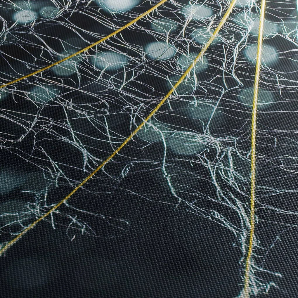 Obraz -Kvet s pavučinou (150x105 cm)
