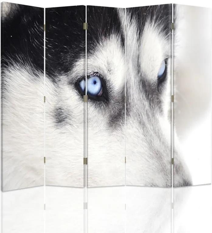 CARO Paraván - Siberian Husky 2 | päťdielny | jednostranný 180x150 cm