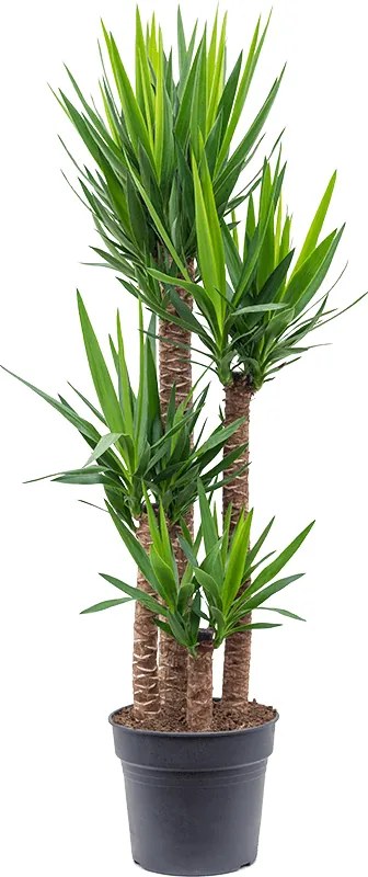 Yucca elephantipes 120-90-60-30 pots. 34x180 cm