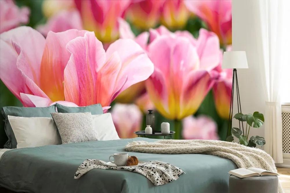 Samolepiaca fototapeta lúka ružových tulipánov - 150x100