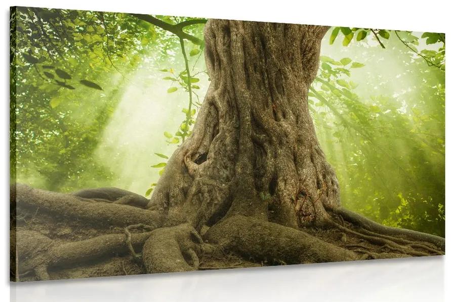 Obraz koreň stromu Varianta: 120x80