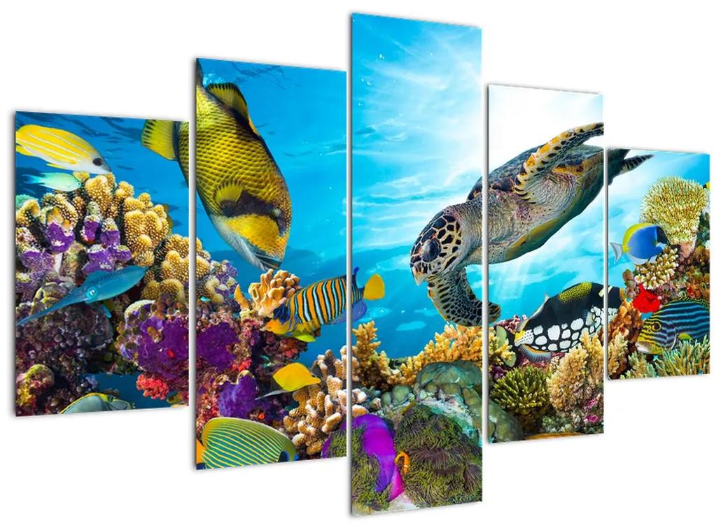 Obraz koralového útesu (150x105 cm)