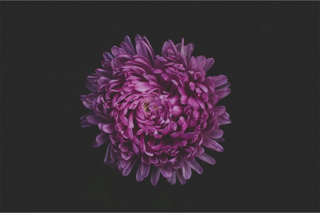 Obraz fialovej kvetiny (90x60 cm)