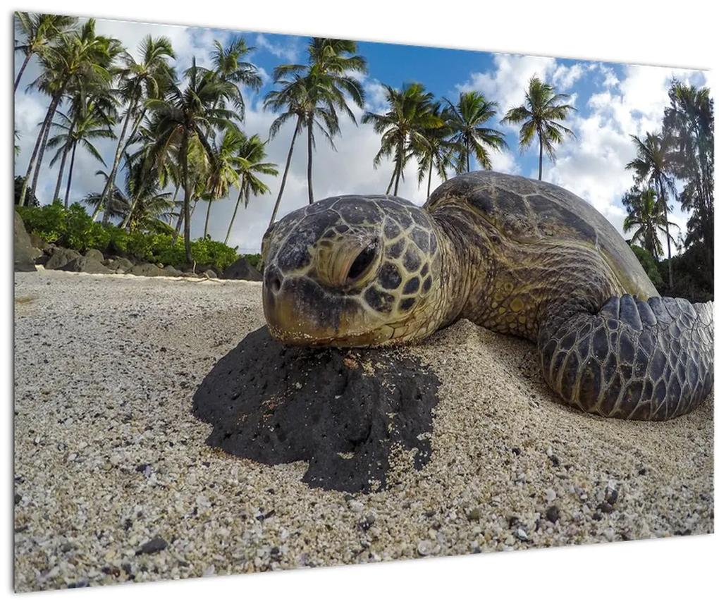 Obraz korytnačky (90x60 cm)
