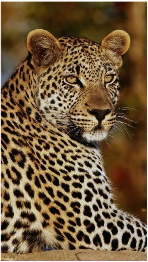 BonamiPlážová osuška s potlačou Good Morning Leopard, 100 x 180 cm