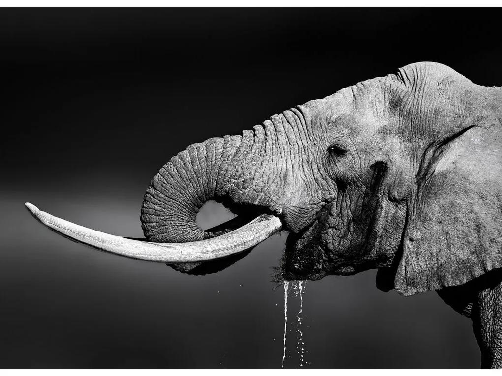 Fototapeta na stenu A drinking elephant