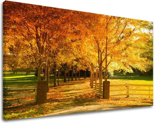 Obraz na stenu STROMY