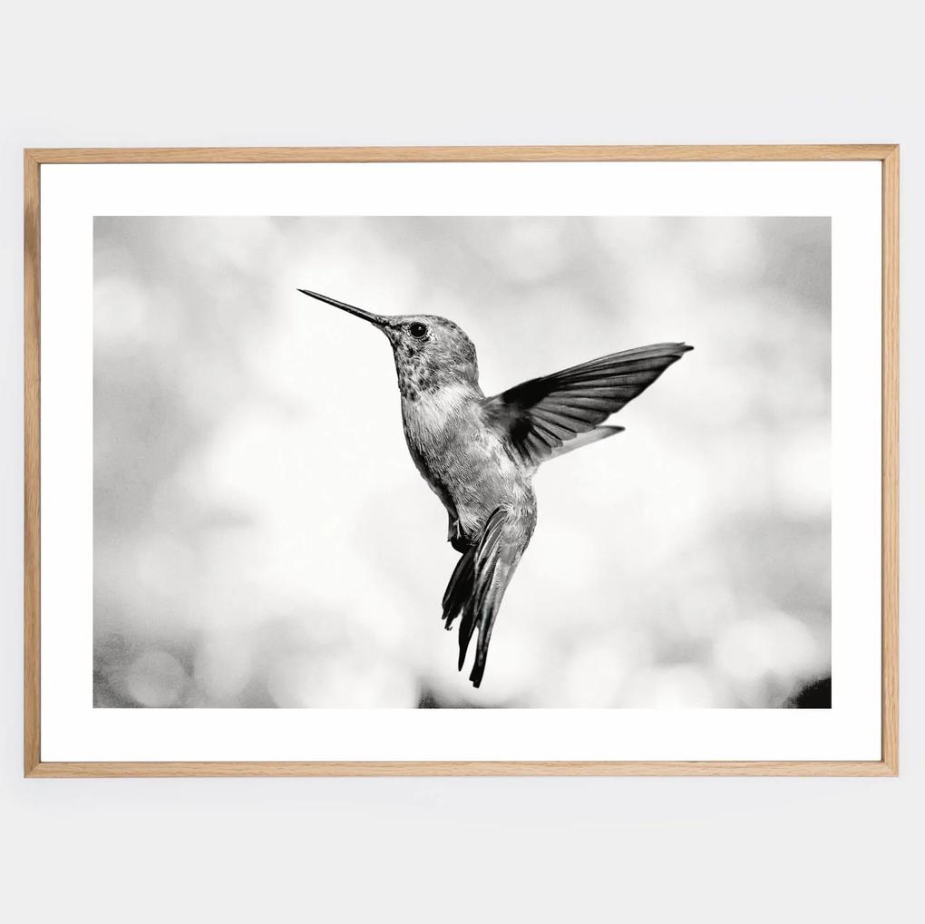 Plagát s fotografiou kolibríka v lete