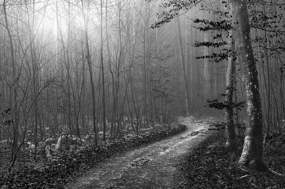 Samolepiaca fototapeta čiernobiela rozprávková cesta lesom