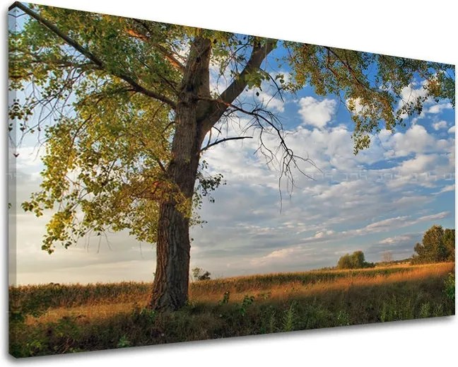 Obraz na stenu STROMY ST016E11