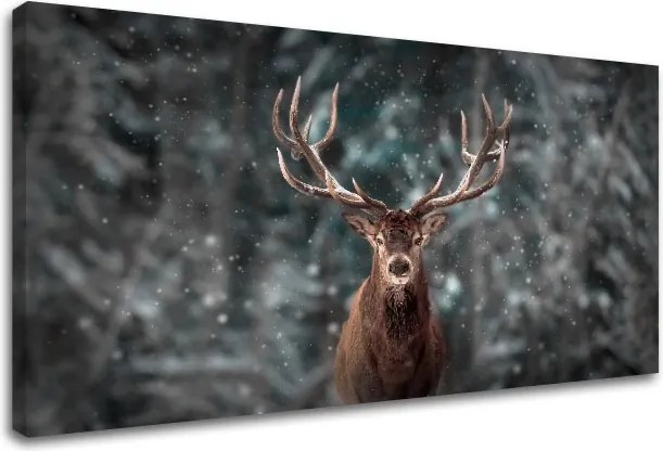 Obraz na stenu ZVIERATÁ_052-11