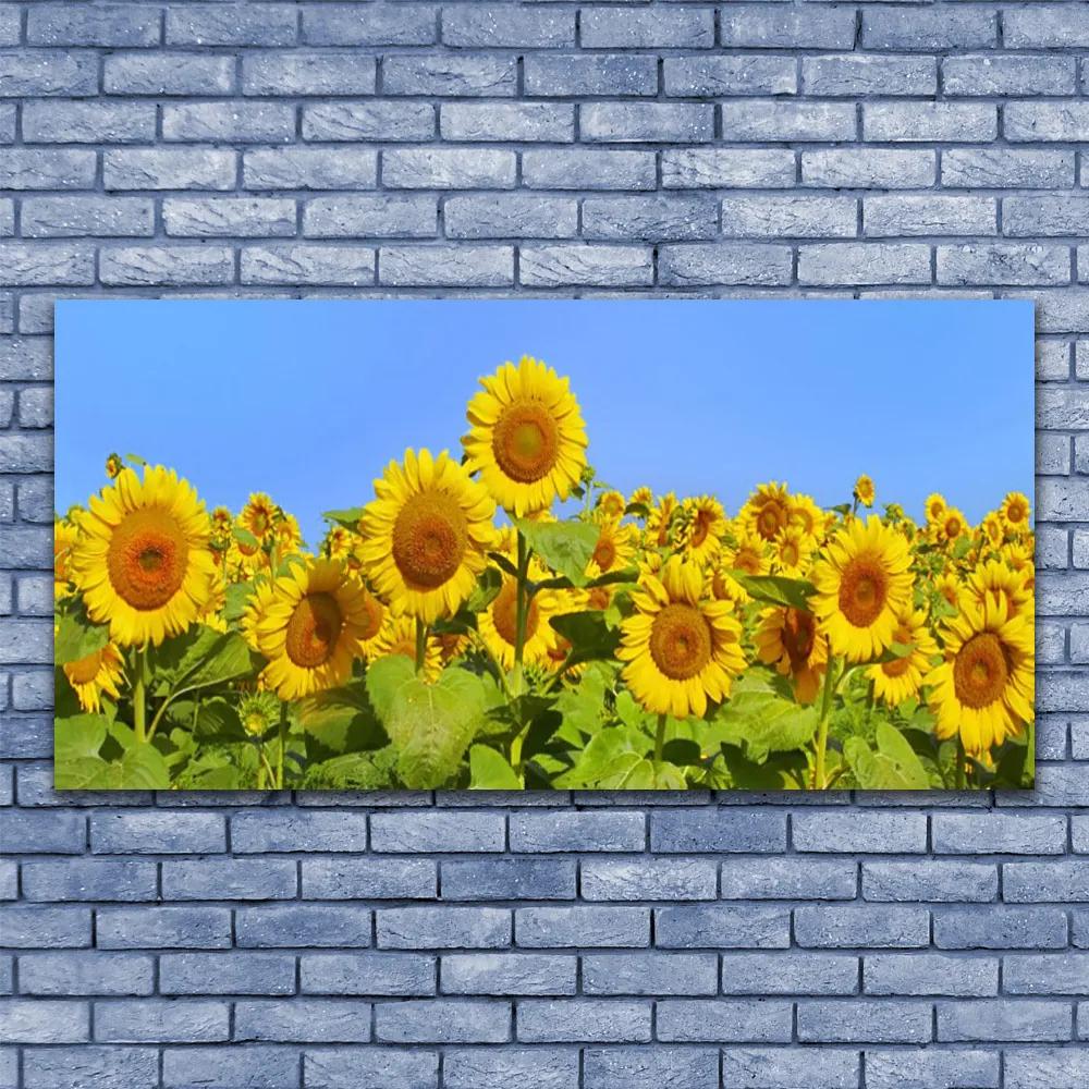 Obraz na akrylátovom skle Slnečnica kvet rastlina 120x60 cm