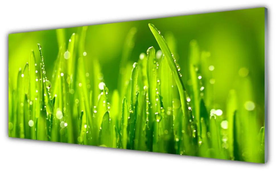 Obraz plexi Zelená tráva kvapky rosy 125x50 cm
