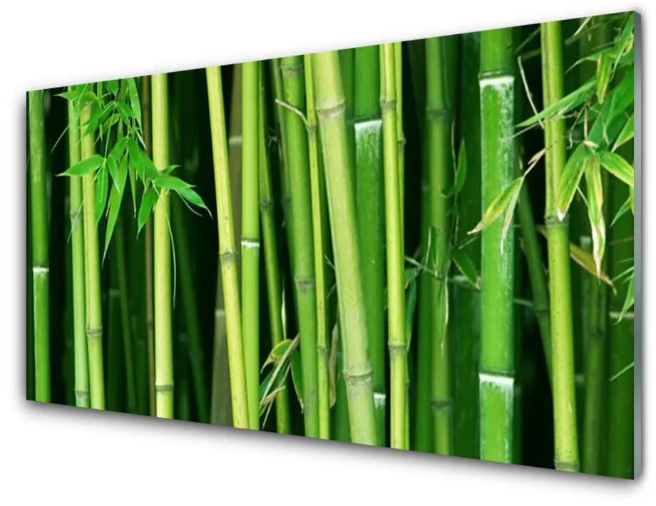 Skleneny obraz Bambusový les bambus príroda 140x70cm