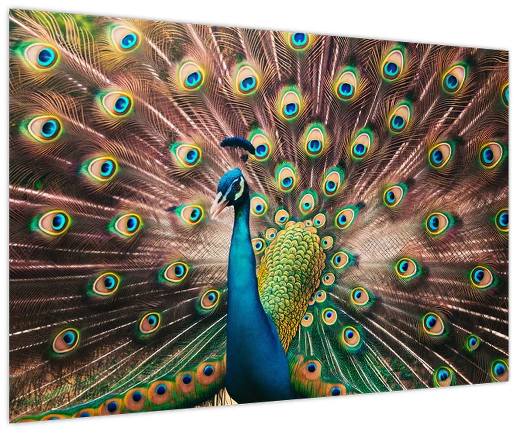 Obraz - Páv (90x60 cm)
