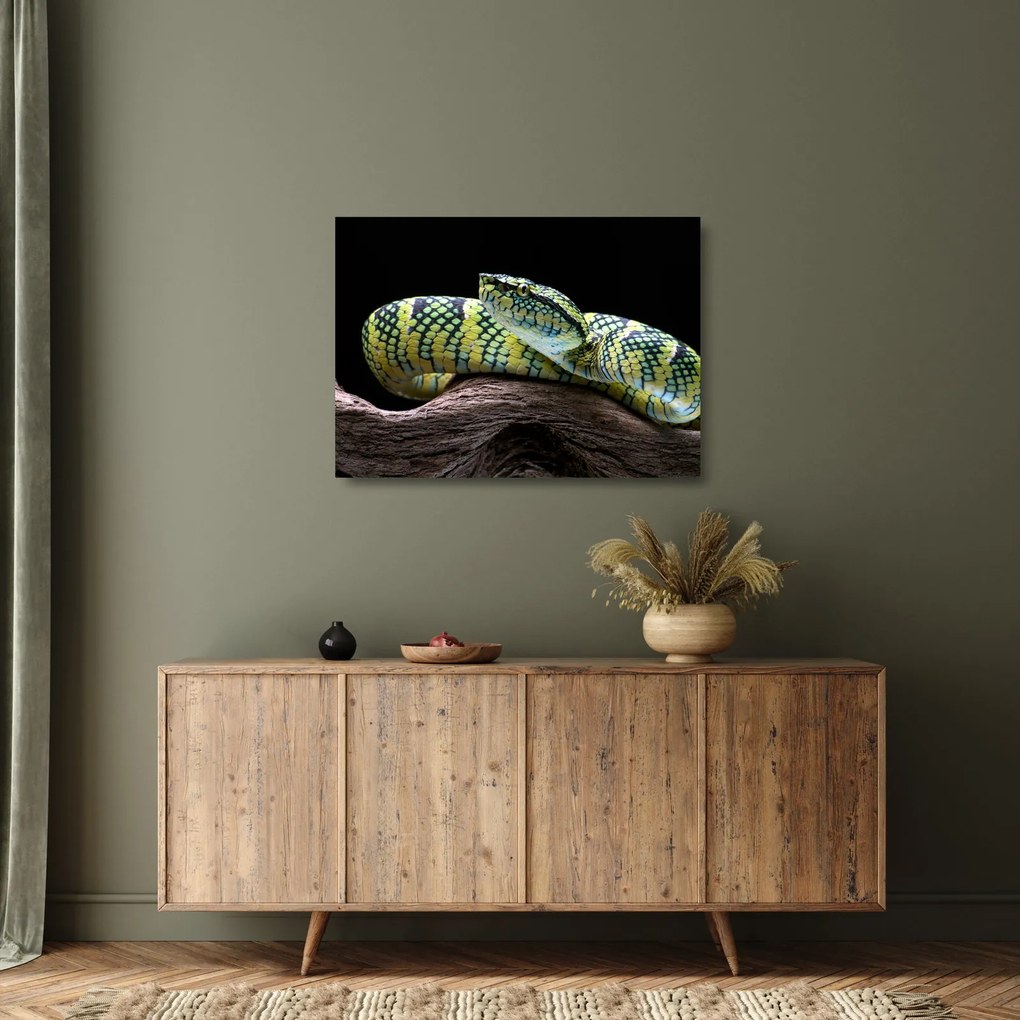 Sklenený obraz - Štrkáč Waglerov (70x50 cm)