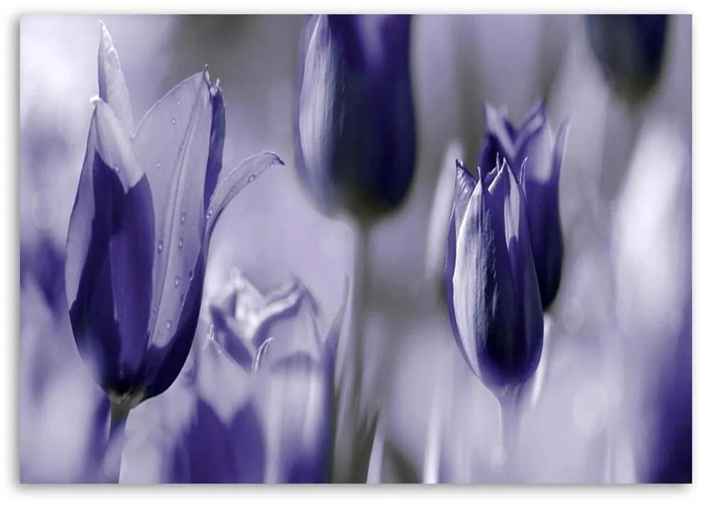 Obraz na plátně Tulipány Květiny Fialová - 60x40 cm