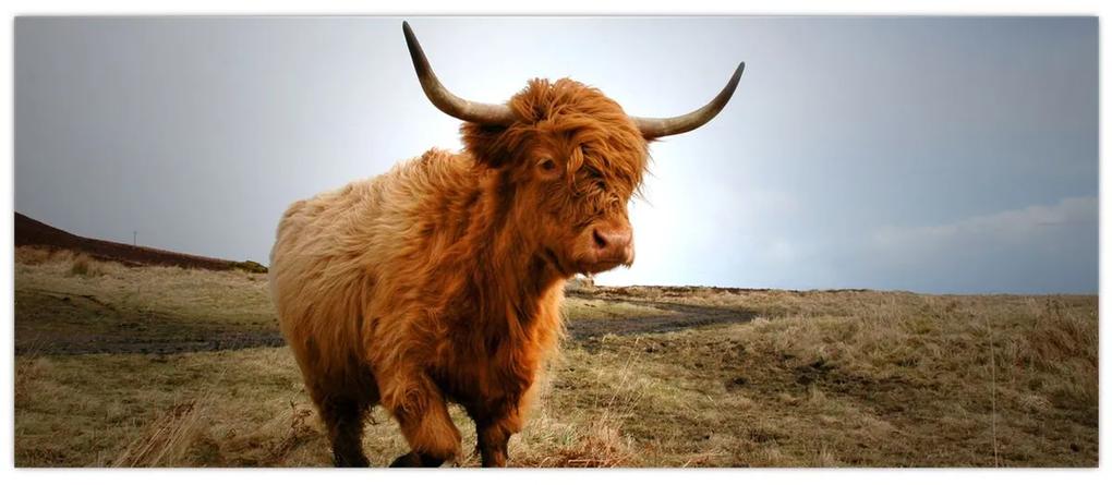 Obraz škótskej kravy (120x50 cm)