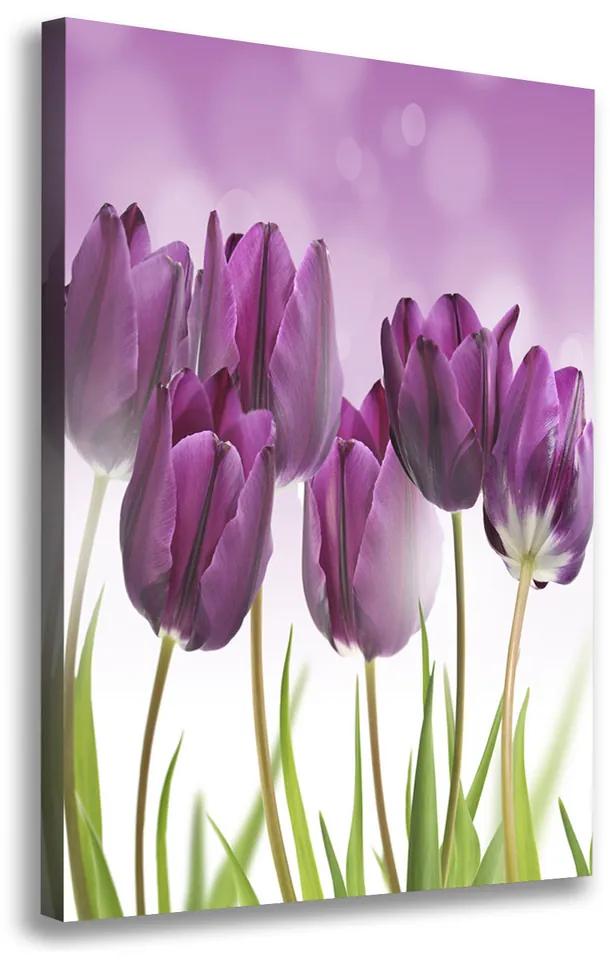 Foto obraz na plátne Fialové tulipány pl-oc-70x100-f-52340543
