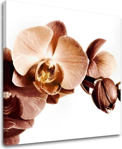 Obraz na stenu KVETY XOBKV110E12 - 60x60 cm