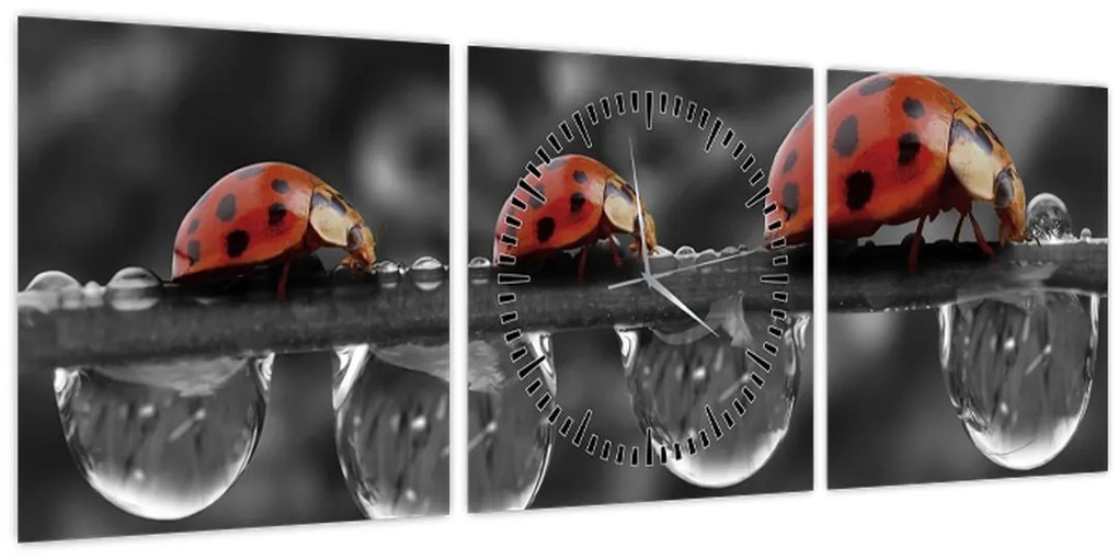 Obraz - Lienka sedembodková, čiernobiela (s hodinami) (90x30 cm)