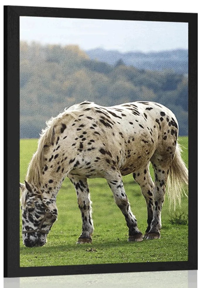 Plagát kôň na lúke - 40x60 white
