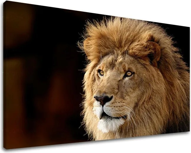 Obraz na stenu ZVIERATÁ