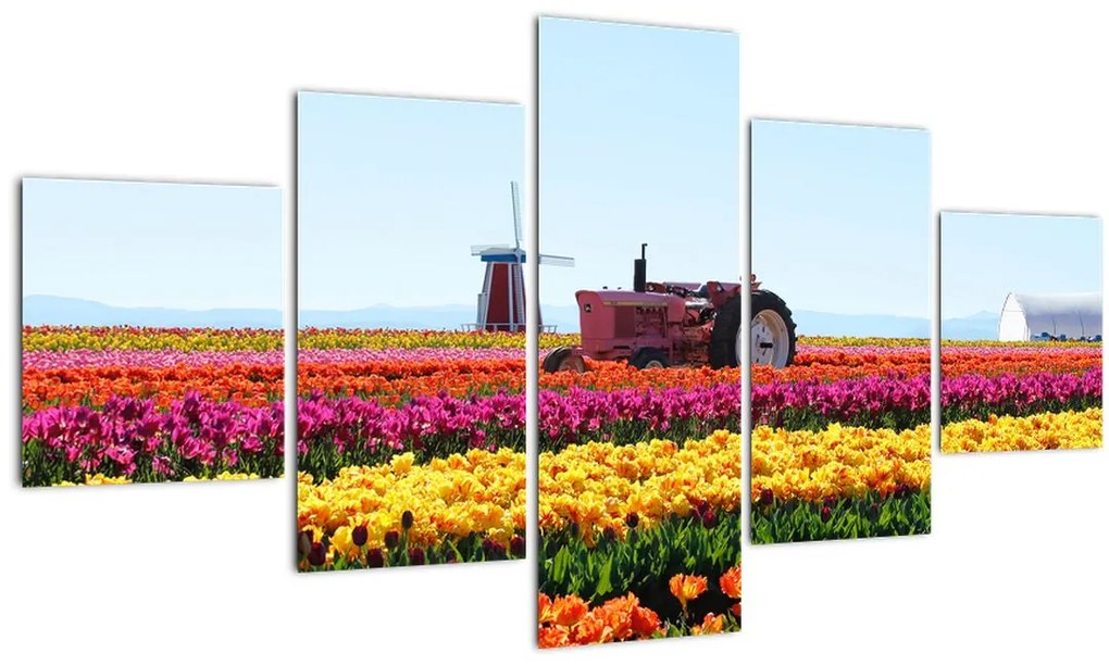 Obraz tulipánové farmy (125x70 cm), 40 ďalších rozmerov