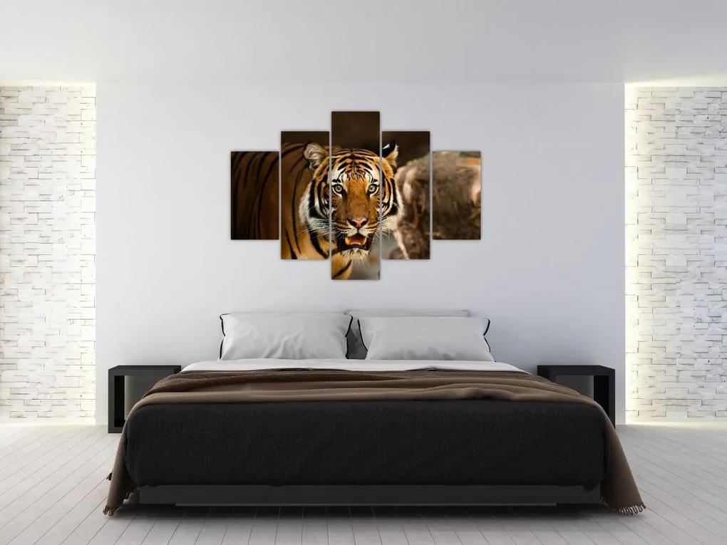 Obraz tigra (150x105 cm)