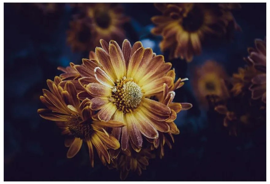 Fototapeta Vliesová Žltý kvet 208x146 cm