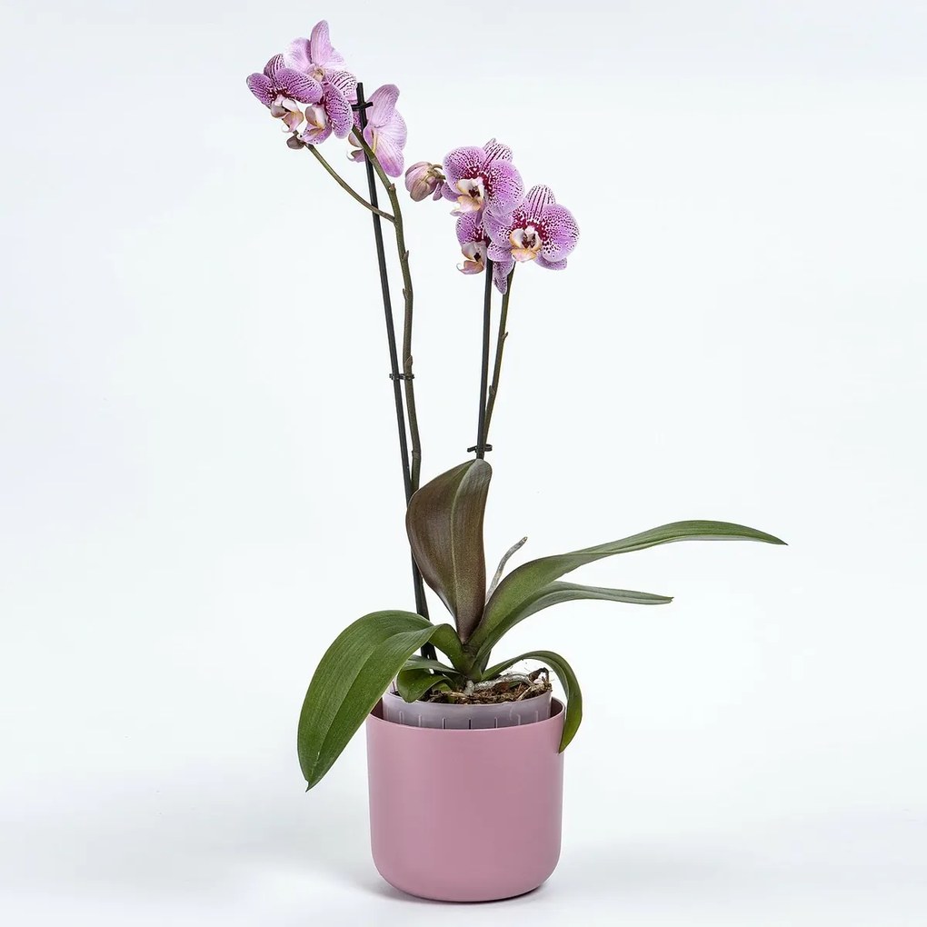 Plastia Samozavlažovací kvetináč Tolita Air ružová, pr. 16 cm, pr. 16 cm