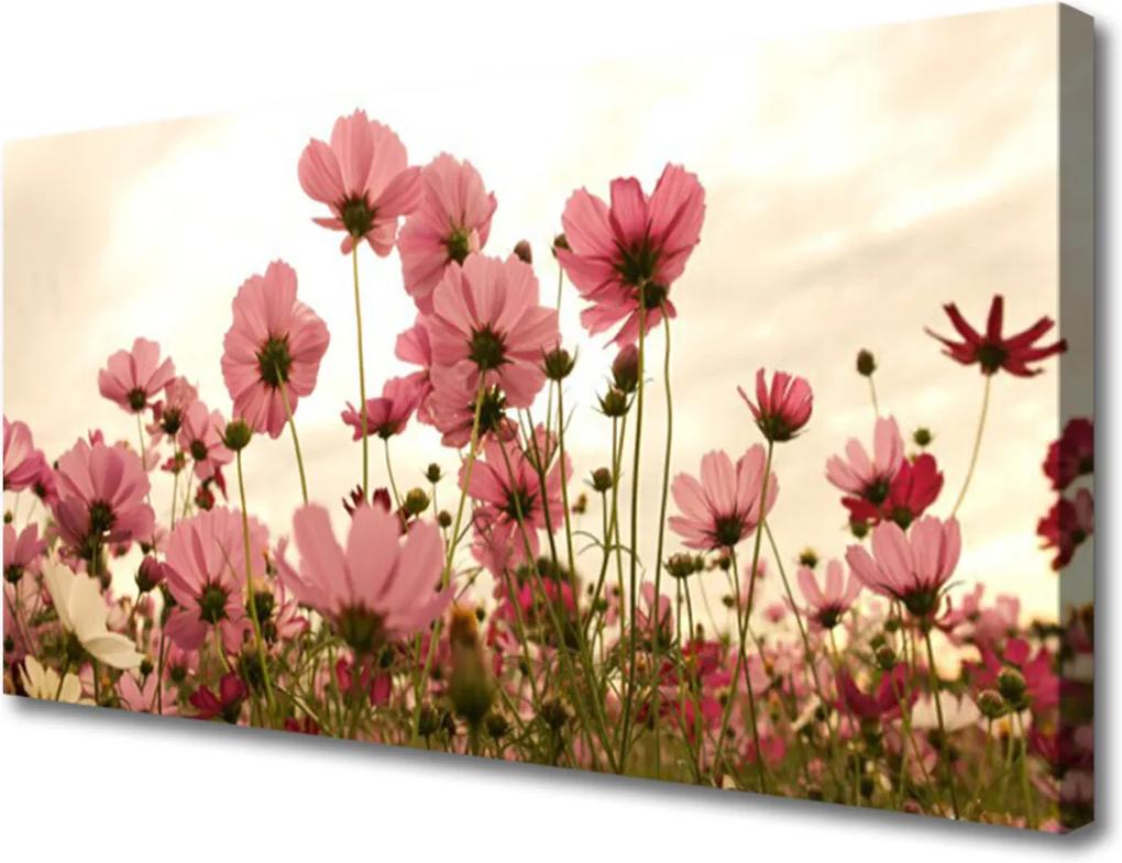 Obraz Canvas Polní květiny louka příroda