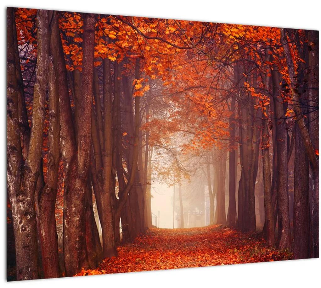 Obraz - Jesenné les (70x50 cm)