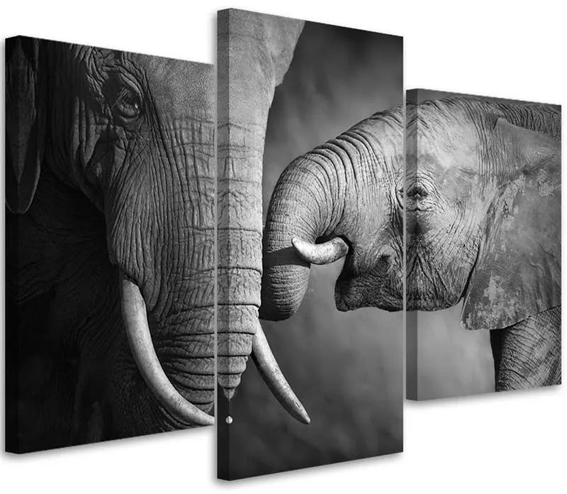 Obraz na plátně třídílný Slon černobílý - 90x60 cm