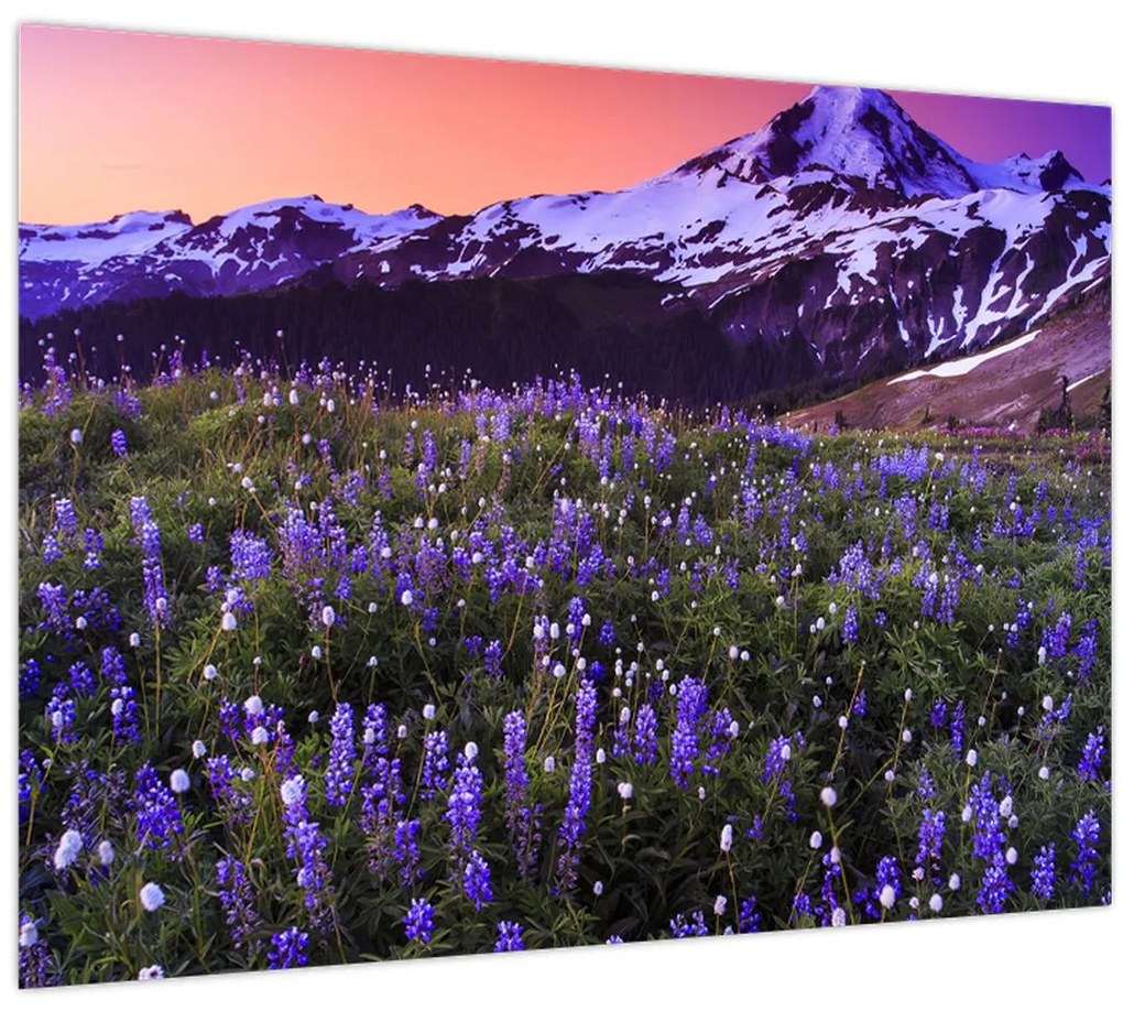 Obraz - Sopka a kvety (70x50 cm)