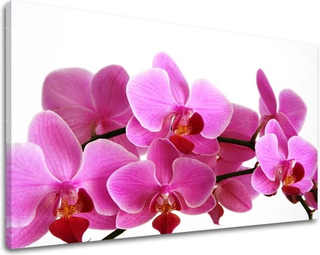 Obraz na stenu KVETY XOBKV133E11 - 40x60 cm