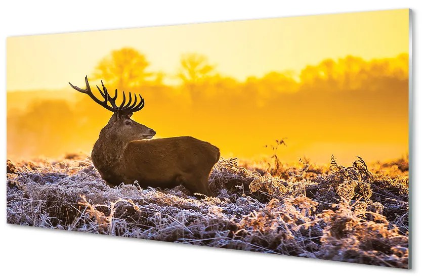 Nástenný panel  Jeleň zimné slnko 100x50 cm