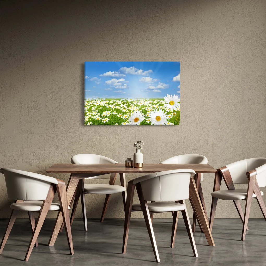 Obraz rozkvitnutej lúky s margarétkami (90x60 cm)