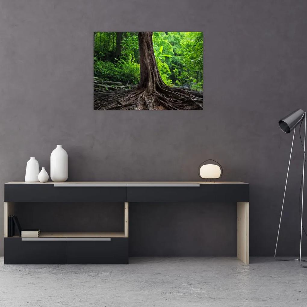 Sklenený obraz - Starý strom s koreňmi (70x50 cm)