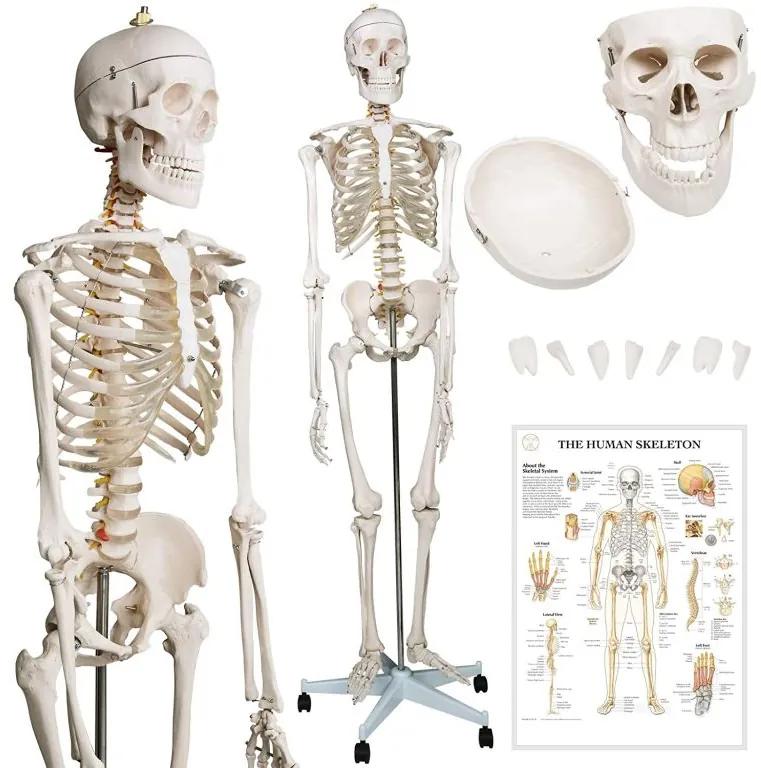 Kostra ľudskej anatómie 181,5 cm