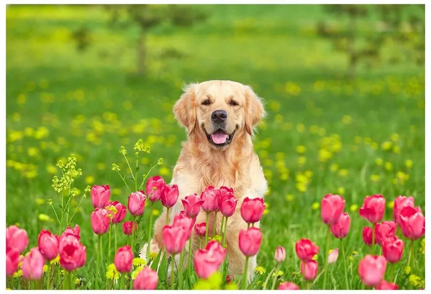 Fototapeta Vliesová Psie tulipány 312x219 cm