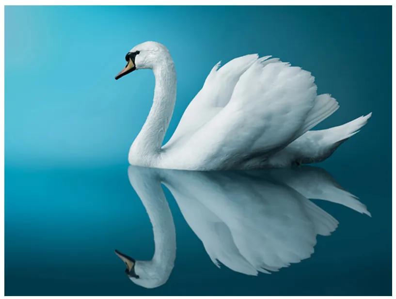 Artgeist Fototapeta - swan - reflection Veľkosť: 250x193, Verzia: Premium