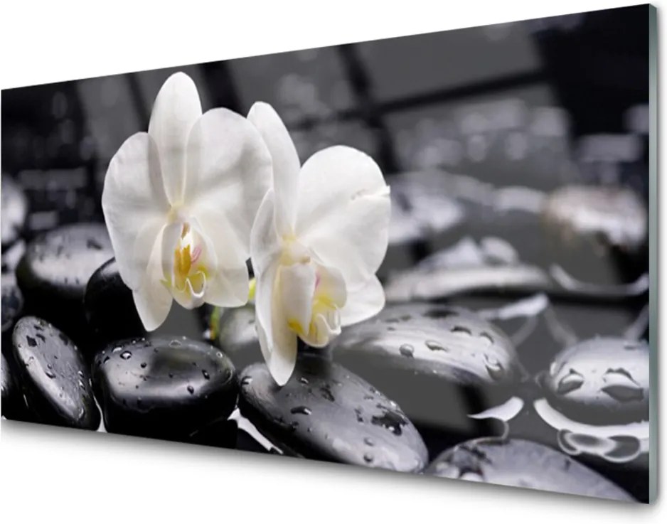 Skleněný obraz Kamene Zen Biela Orchidea