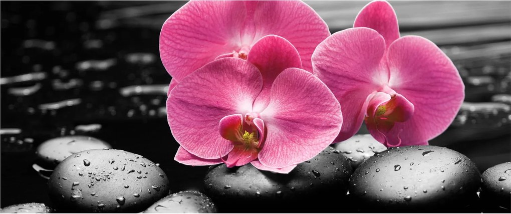 Obraz - Ružové orchidey (120x50 cm)
