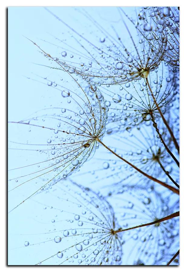 Obraz na plátne - Pampeliškové semienka s kvapkami vody - obdĺžnik 7202A (120x80 cm)