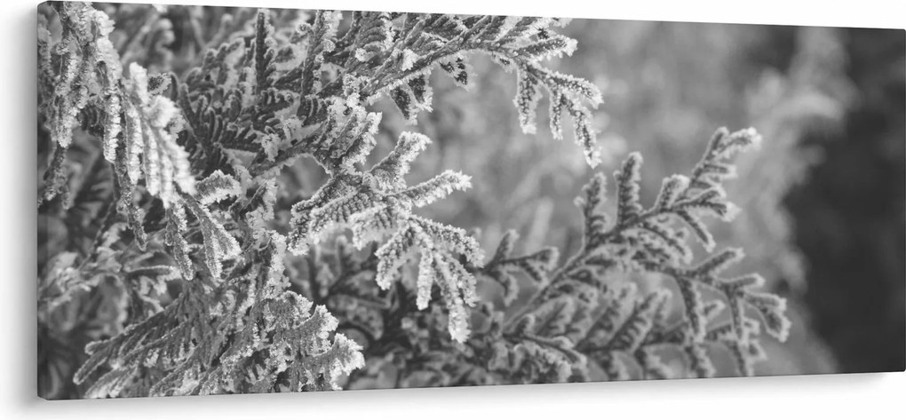 Obraz - Smrekový les (120x50 cm)