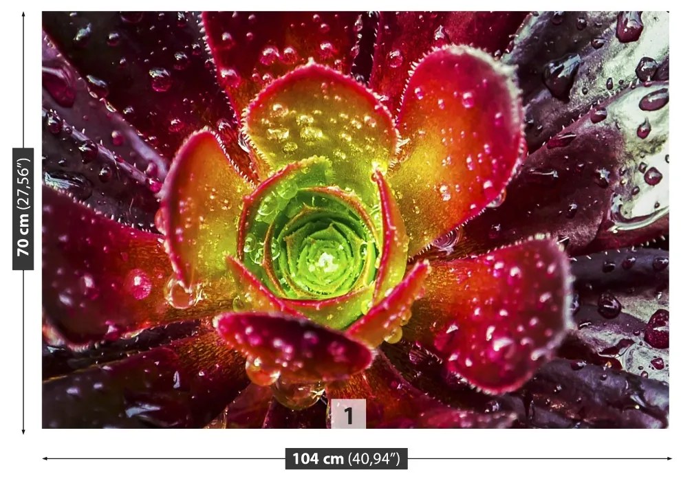 Fototapeta Vliesová Červený kvet 250x104 cm