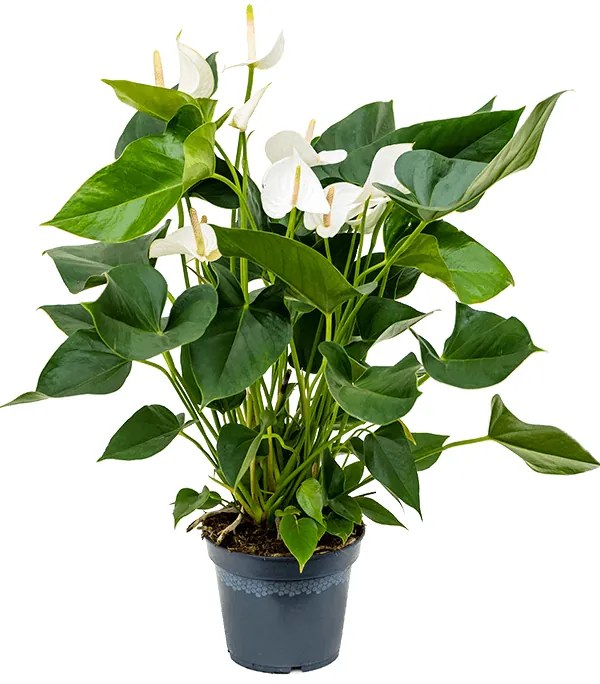 Anthurium andraeanum Sierra white 17x65 cm