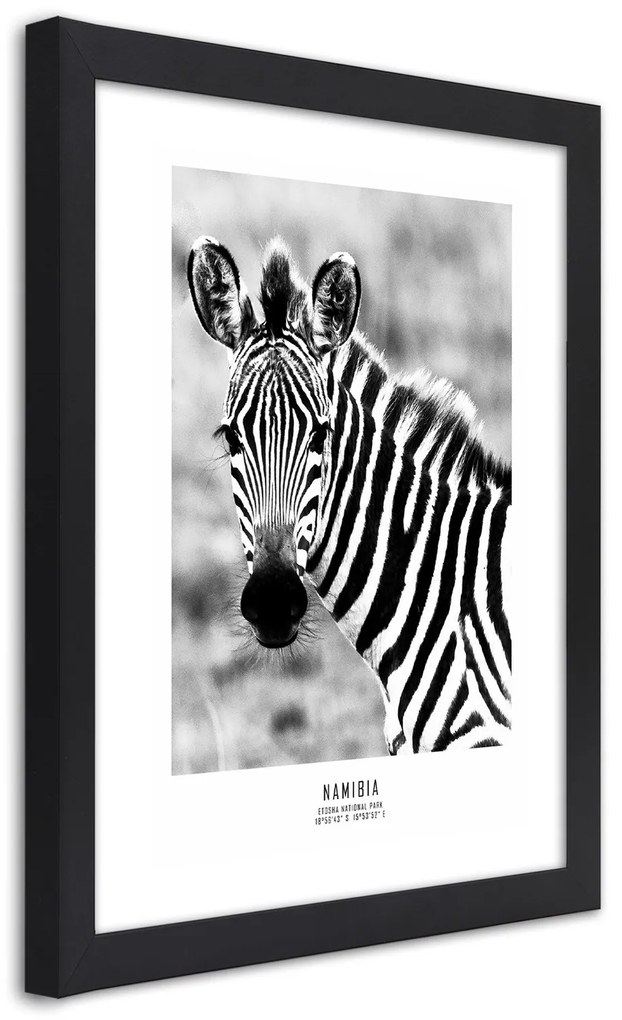 Gario Plagát Zvedavá zebra Farba rámu: Bez rámu, Rozmery: 30 x 45 cm